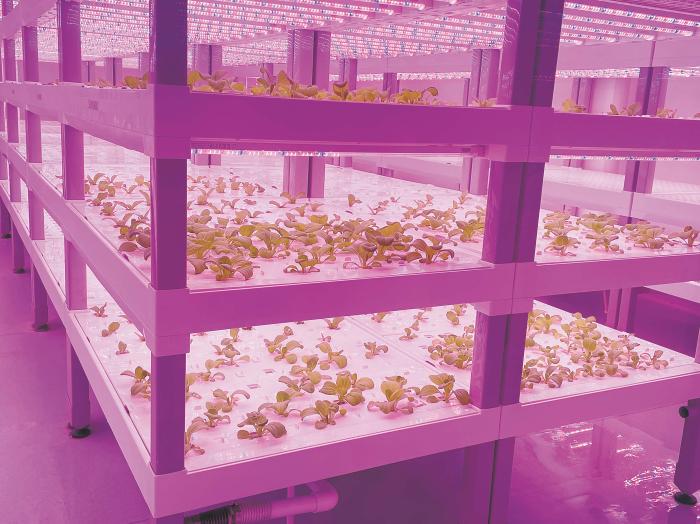 在物美植物工廠里，通過LED燈的照射，蔬菜散發(fā)勃勃生機。受訪者供圖